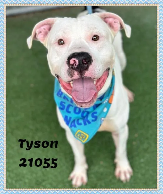 Tyson thumbnail 5