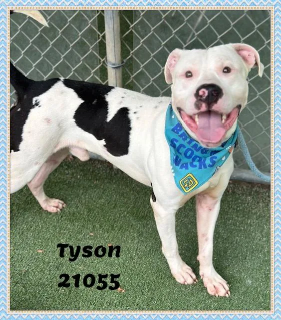 Tyson thumbnail 6