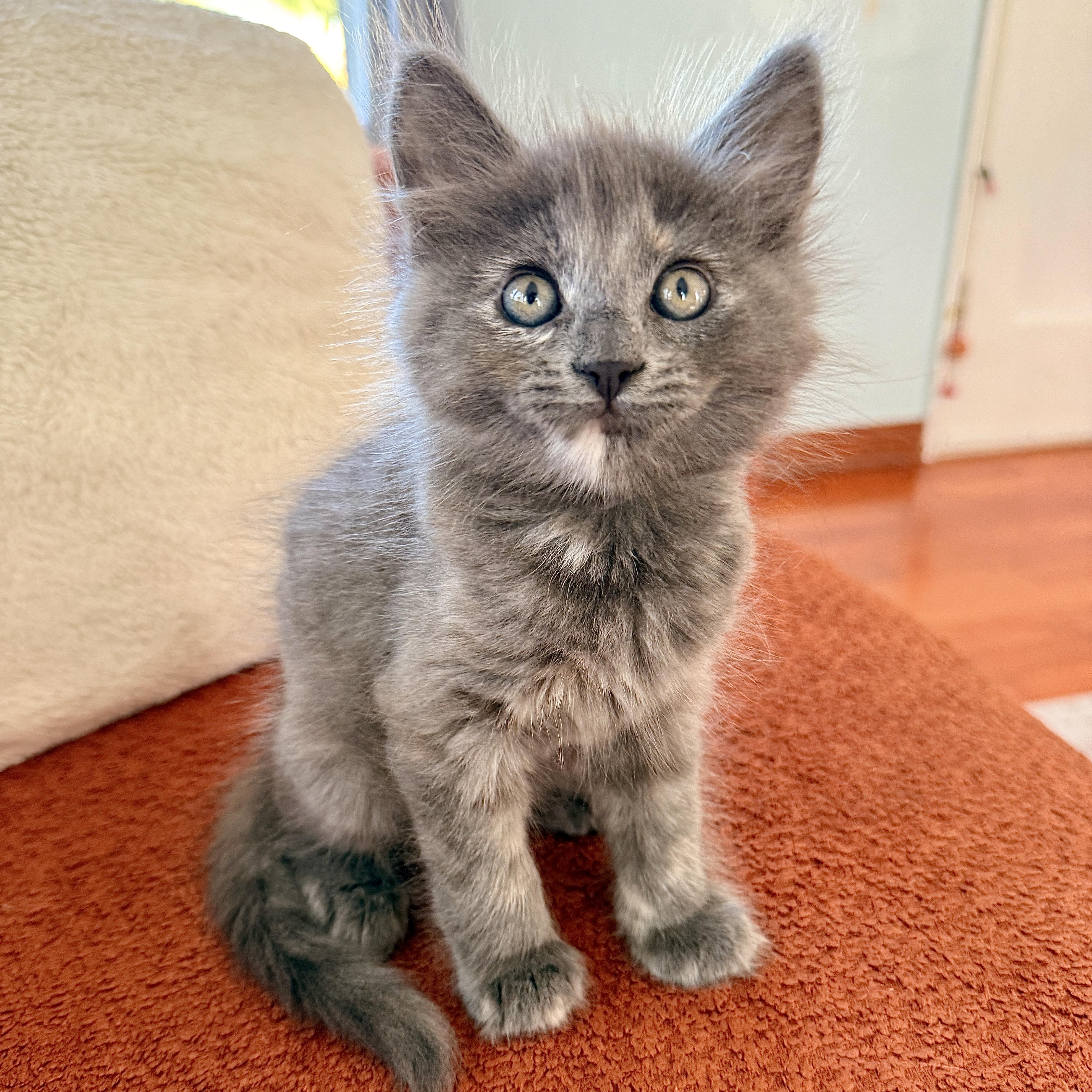 A baby medium-sized female Domestic Medium Hair cat named Darlene for adoption in Los Angeles, CA
