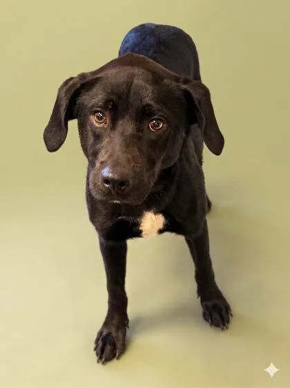 A young medium-sized male Labrador Retriever dog named Eddy for adoption in Bowling Green, KY