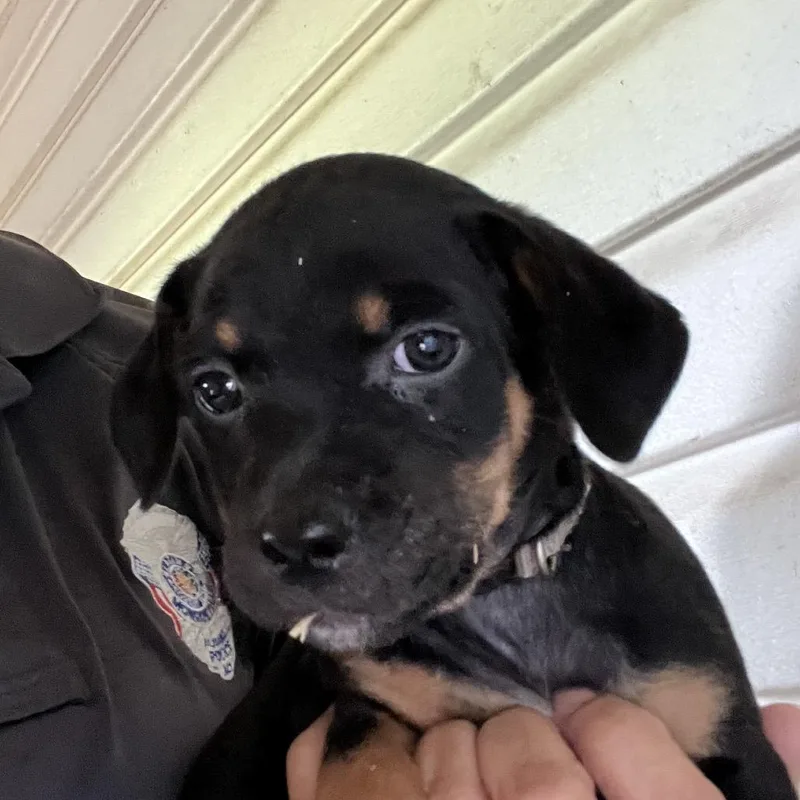 A baby small-sized male Brown / Chocolate Mixed Breed dog named Crab for adoption in Monroeville, AL