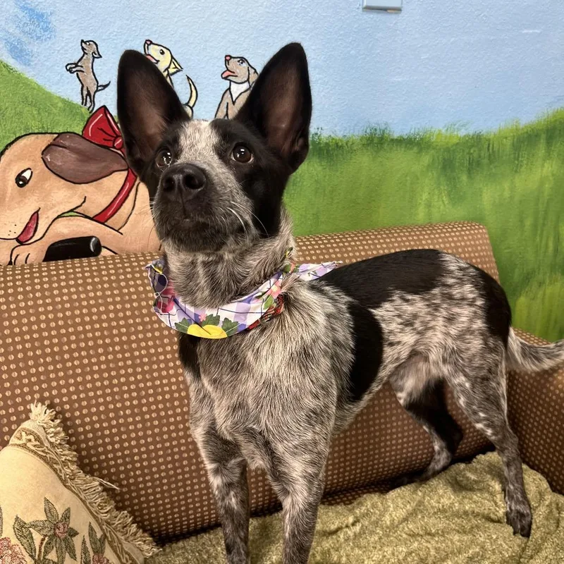 A baby medium-sized female Black Australian Cattle Dog / Blue Heeler dog named Olive for adoption in Palestine, TX