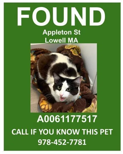 A young large-sized female Domestic Short Hair cat named Minnie for adoption in Lowell, MA