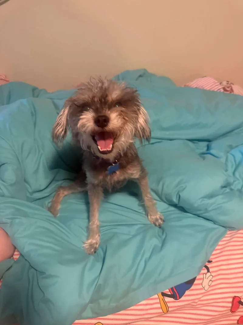 An adult small-sized female Yorkshire Terrier dog named Gwen for adoption in Orange, CA