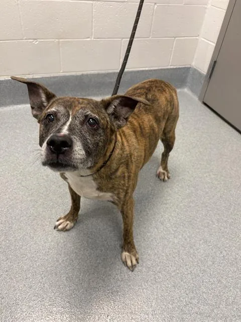 A senior medium-sized female Pit Bull Terrier dog named Brinnie for adoption in Indianapolis, IN
