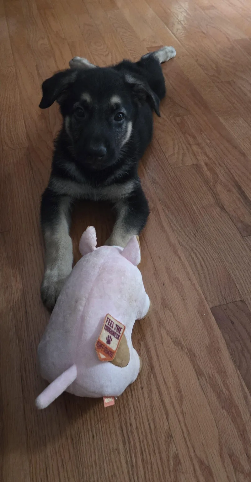 A baby medium-sized male German Shepherd Dog dog named Jackson for adoption in Centreville, VA