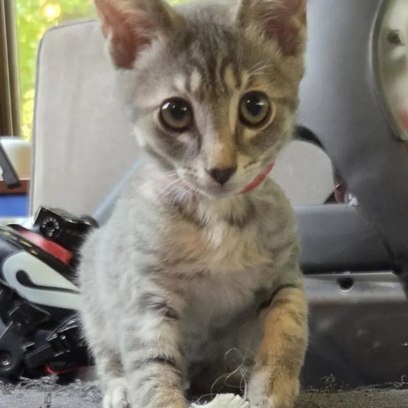 A baby small-sized male Brown / Chocolate Domestic Short Hair cat named Clifford for adoption in Carmel, IN