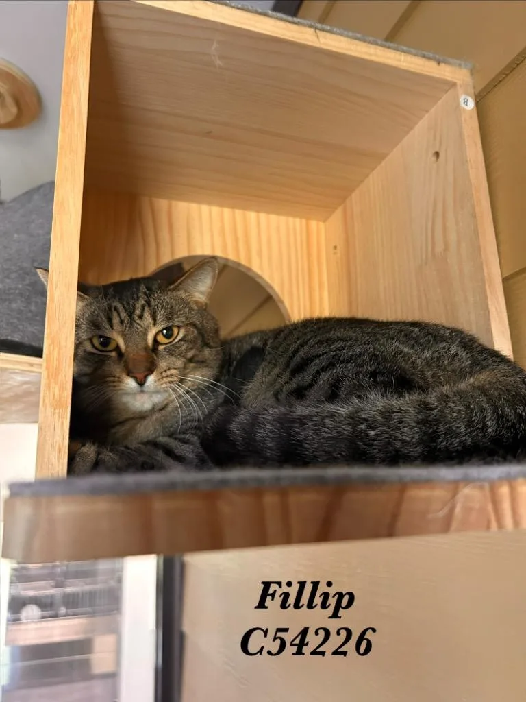 A young medium-sized male British Shorthair cat named Fillip for adoption in Clarksville, TN