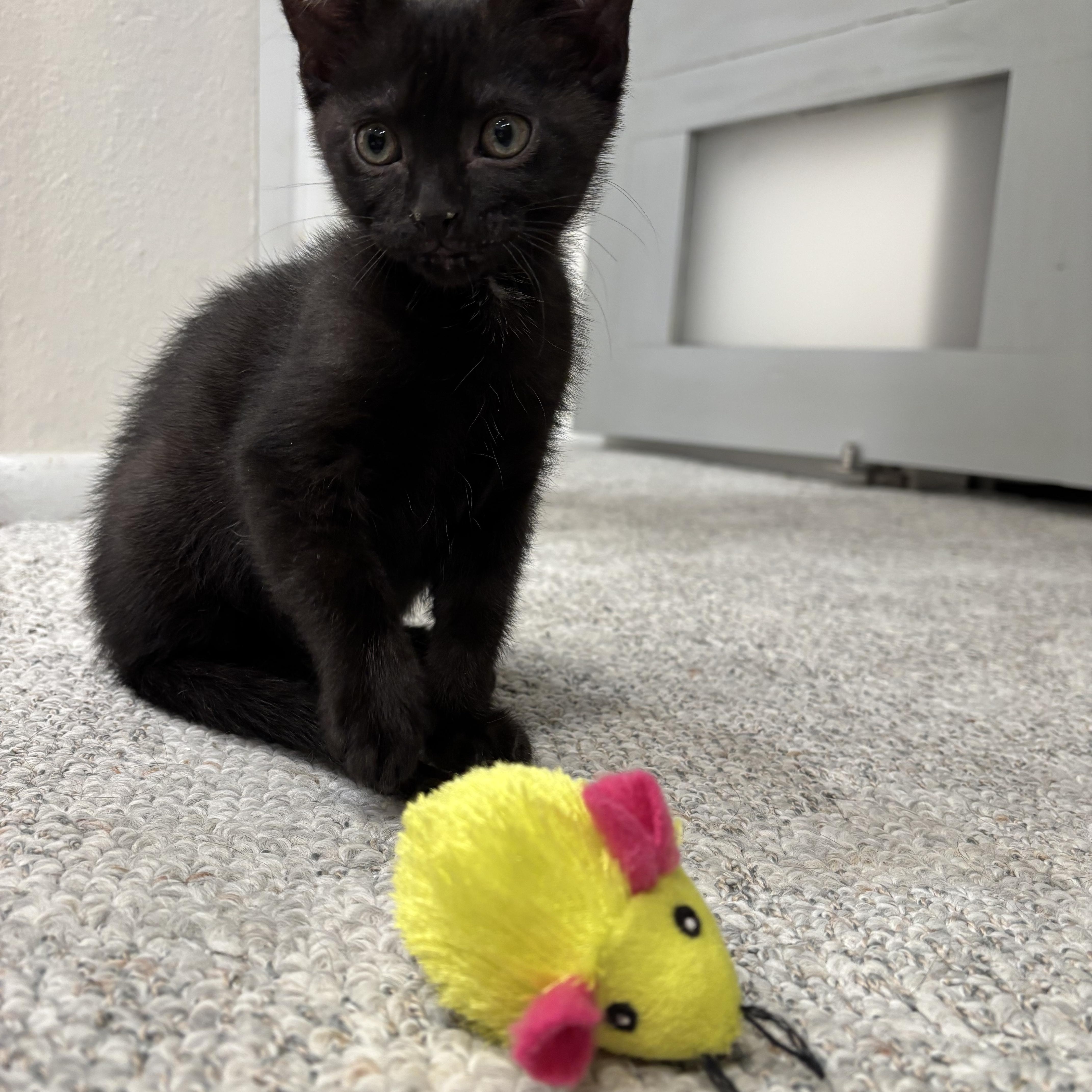 Pepper thumbnail 4
