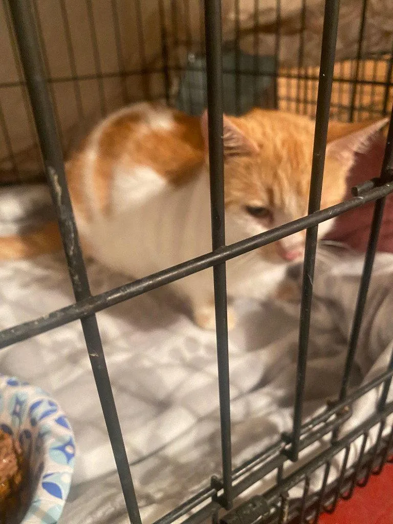 A young medium-sized female Orange & White Domestic Short Hair cat named Roadie for adoption in Cromwell, KY