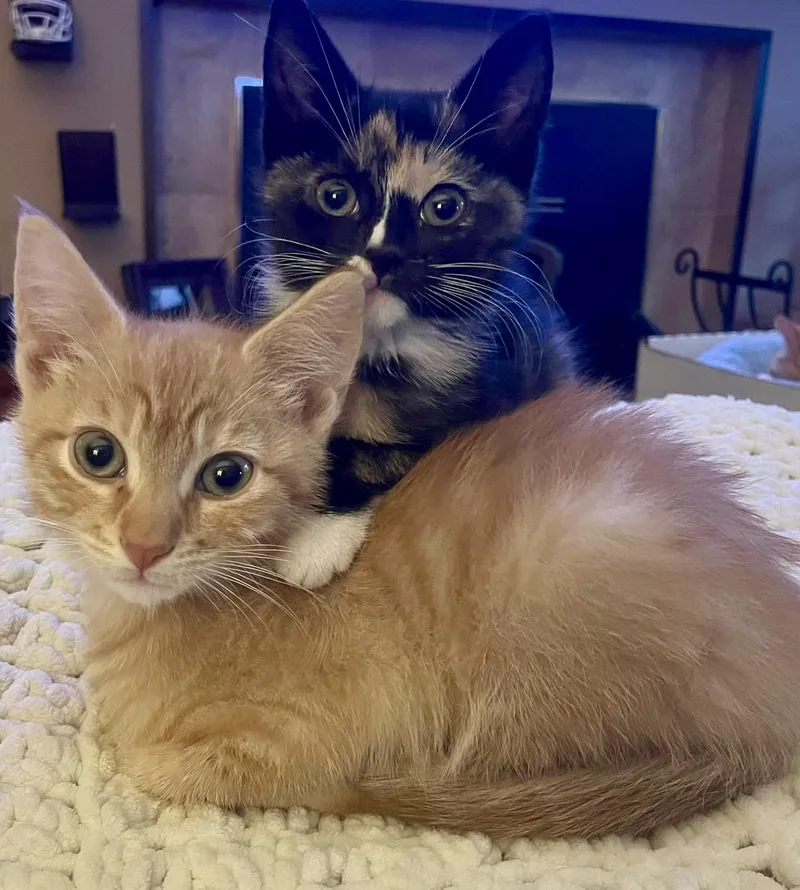 A baby medium-sized male Domestic Short Hair cat named Elmo for adoption in Westfield, NJ