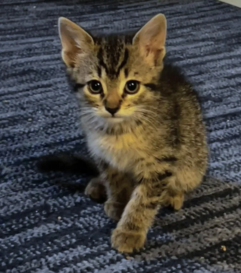 A baby small-sized female Tabby (Brown / Chocolate) Domestic Short Hair cat named Brownie Batter for adoption in Bloomsdale, MO