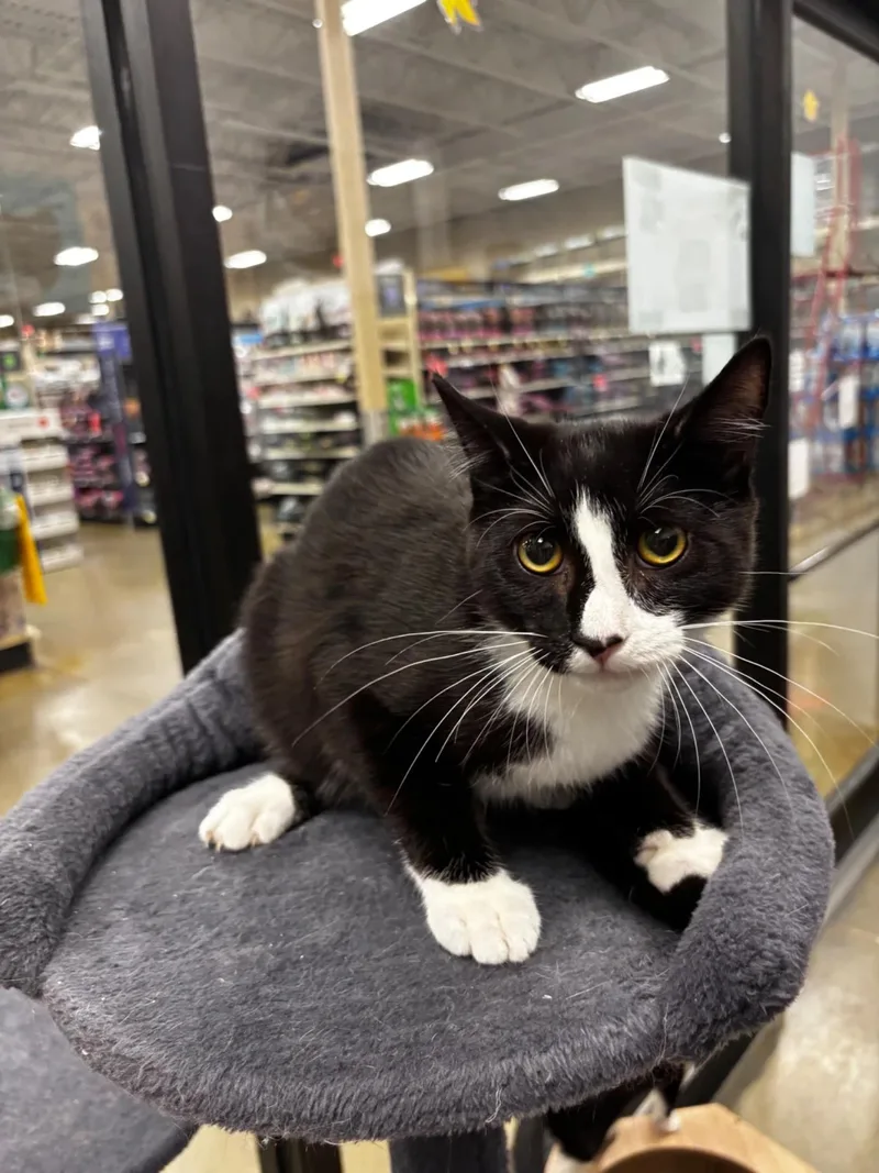 A baby medium-sized male Black & White / Tuxedo Domestic Short Hair cat named Steve Miller for adoption in Maple Shade, NJ