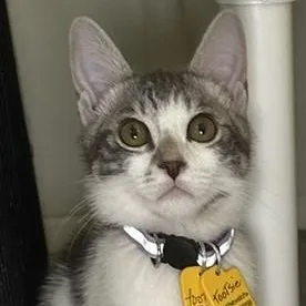 A baby medium-sized male Gray & White Tabby cat named Tootsie  Fun Little for adoption in Hoquiam, WA