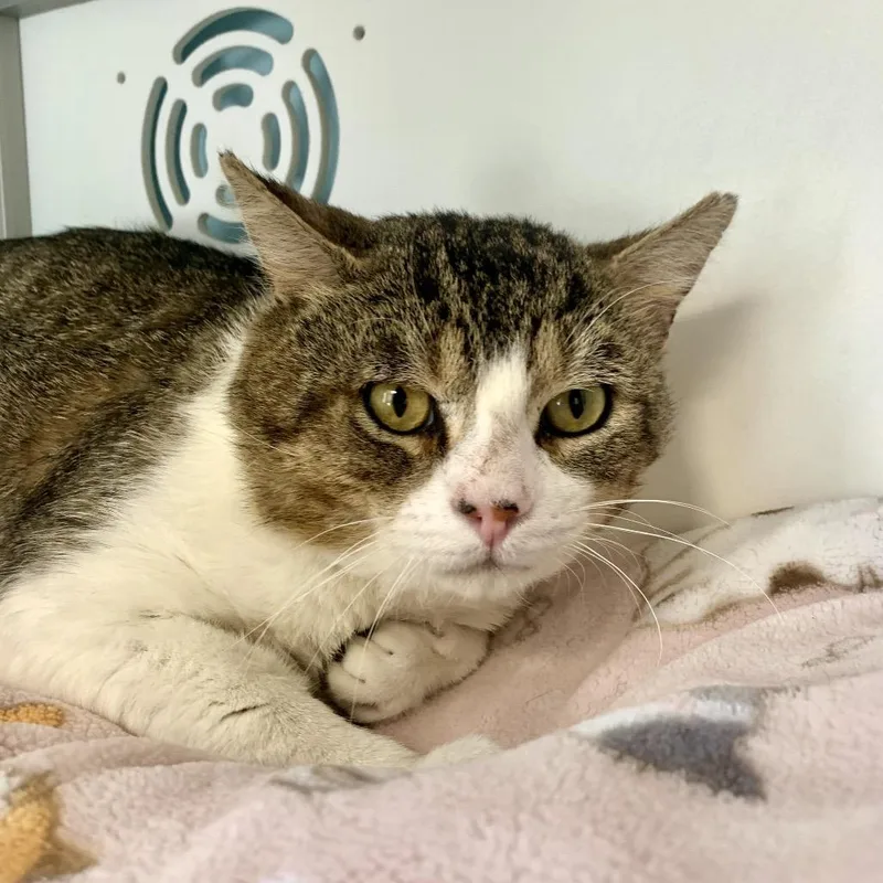 An adult large-sized male Brown / Chocolate Domestic Short Hair cat named Angus for adoption in Boston, MA