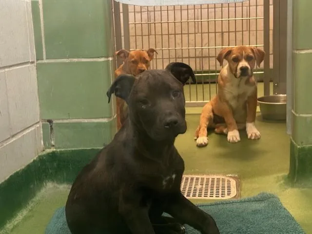 A young medium-sized male Mixed Breed dog named King for adoption in Dallas, TX