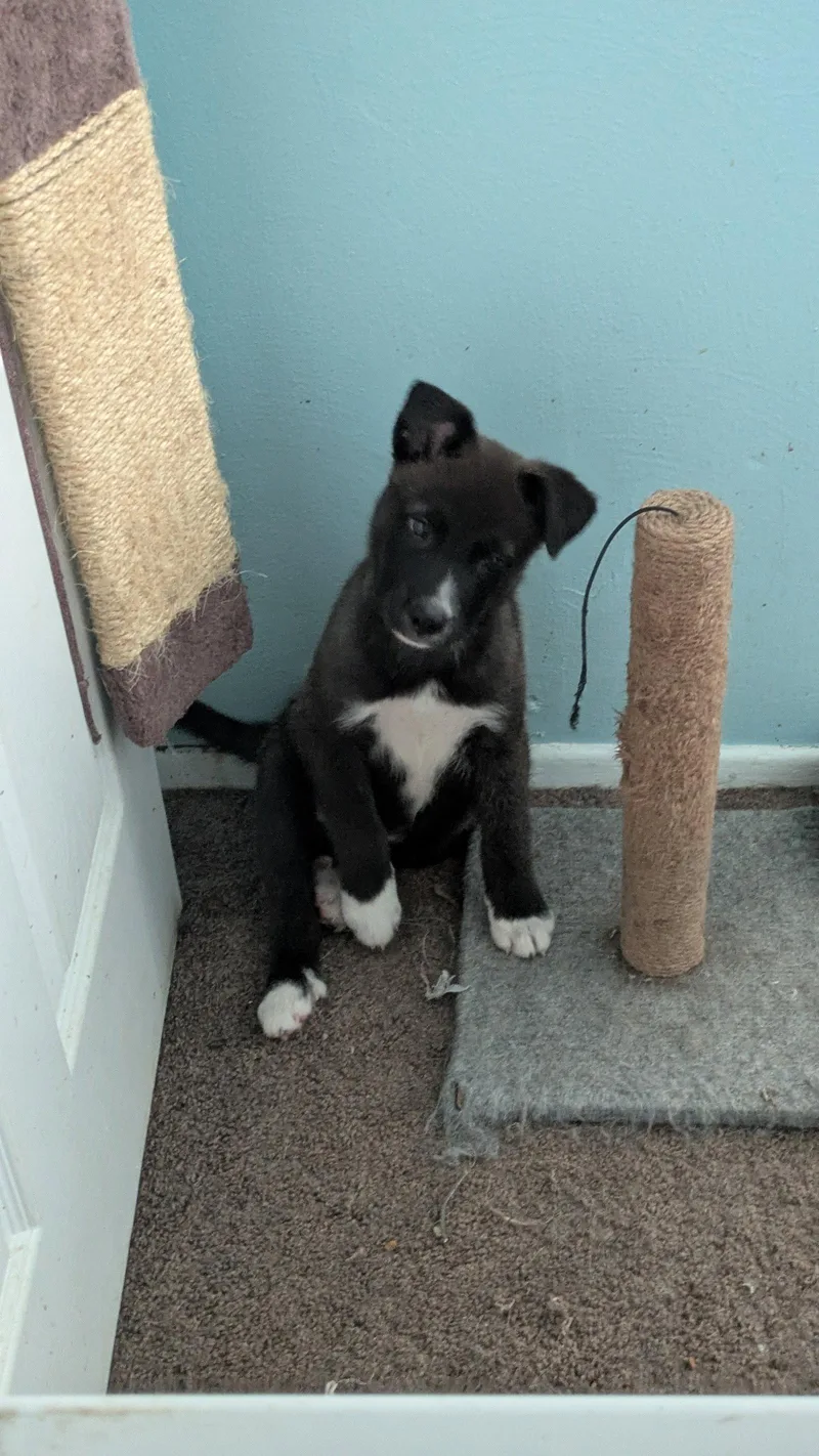 A baby medium-sized male Border Collie dog named Steele for adoption in St. Louis, MO
