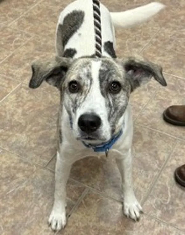 A young large-sized female Hound dog named Tula for adoption in Littleton, CO