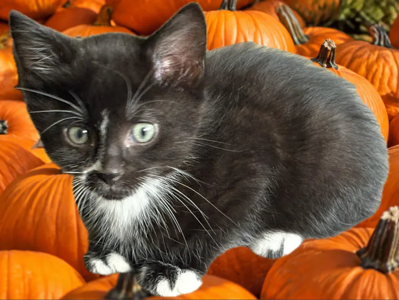 A young medium-sized male Black & White / Tuxedo Tuxedo cat named Dodger for adoption in Cleveland, OH