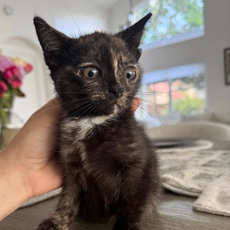 A baby small-sized female Brown / Chocolate Domestic Short Hair cat named Martha for adoption in Miami, FL