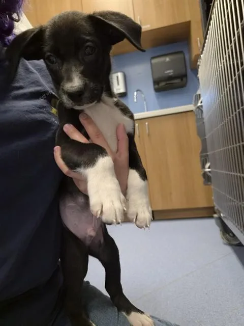 A baby small-sized male Pit Bull Terrier dog named Dandi for adoption in San Jose, CA