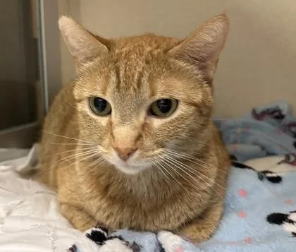 An adult medium-sized female Domestic Short Hair cat named Xena for adoption in East Brookfield, MA