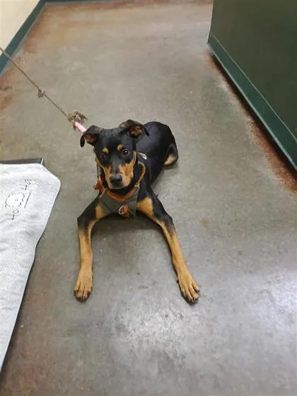 An adult medium-sized male Mixed Breed dog named Rocky for adoption in Independence, MO