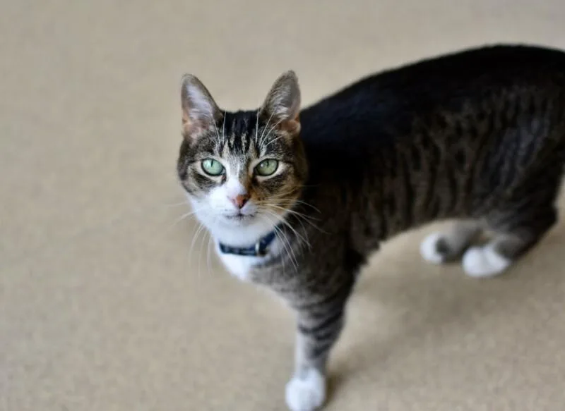 An adult medium-sized female Tabby (Brown / Chocolate) Domestic Short Hair cat named Cassie for adoption in Marietta, GA