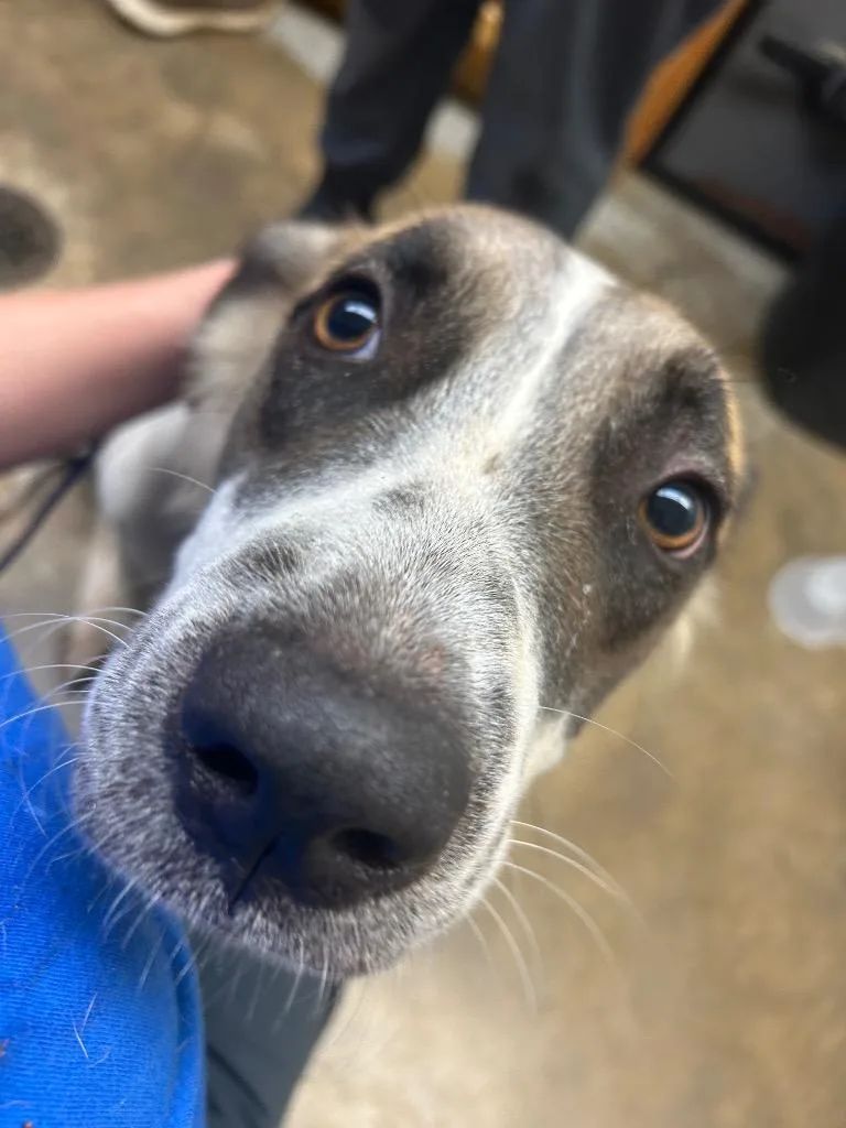 A young large-sized female Australian Cattle Dog / Blue Heeler dog named Rain for adoption in Lockhart, TX