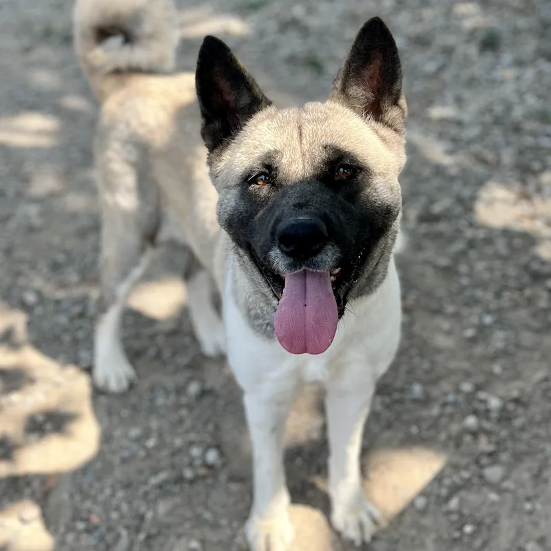Lila