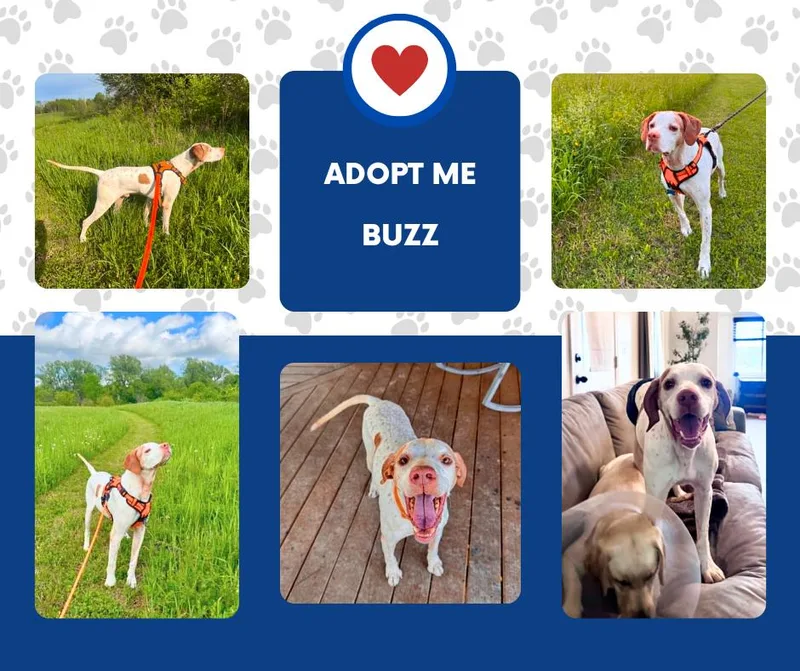 A senior medium-sized male White / Cream English Pointer dog named Buzz for adoption in Bridgeton, NJ