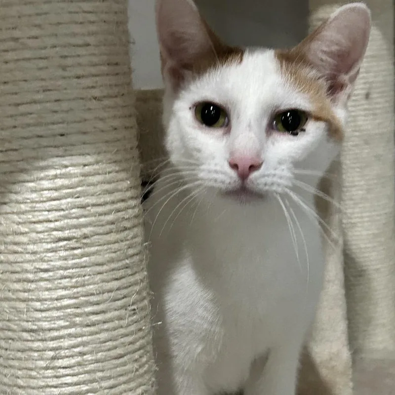 A young large-sized female Calico Domestic Short Hair cat named Chicken Little for adoption in Nashville, TN