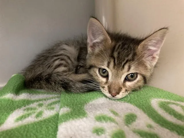 A baby medium-sized male Domestic Short Hair cat named Bumble for adoption in Salinas, CA