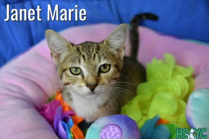 A baby medium-sized female Domestic Short Hair cat named Janet Marie for adoption in Fort Mill, SC