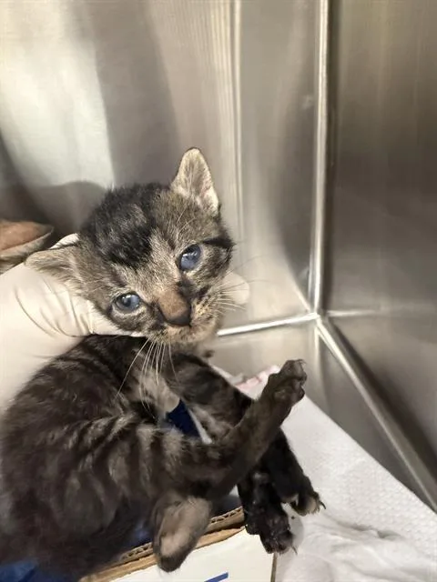 A baby small-sized male Domestic Short Hair cat named Slinky for adoption in Baytown, TX