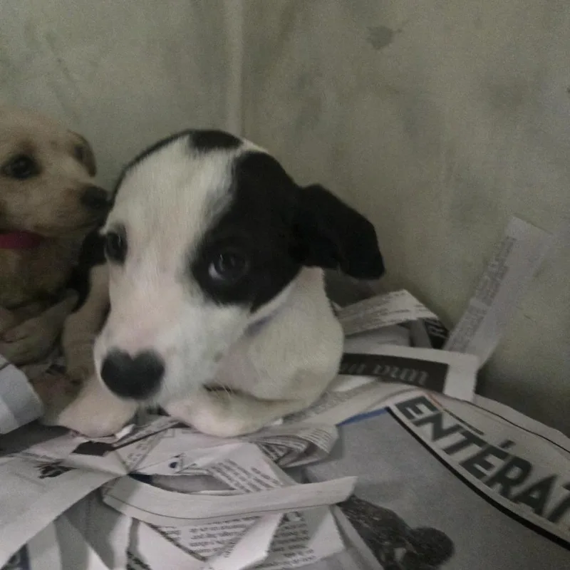 Valentin thumbnail 3