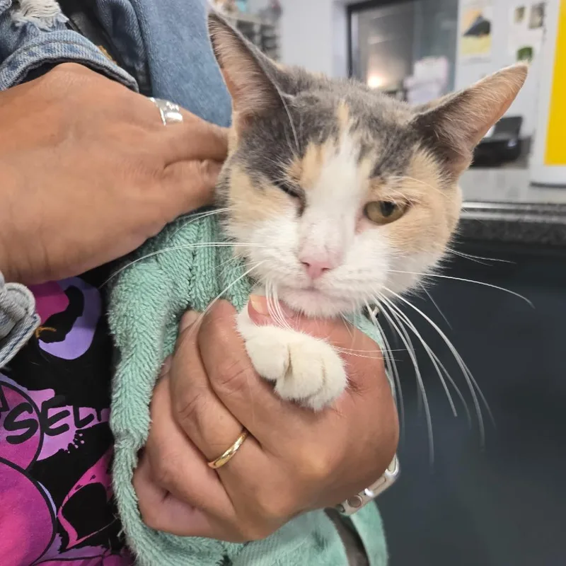 An adult medium-sized female Gray / Blue / Silver Domestic Short Hair cat named Oxford for adoption in Newark, NJ