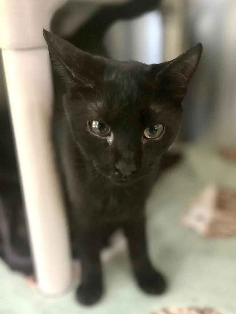 A baby medium-sized male Domestic Short Hair cat named Nestle for adoption in Pomona, NY
