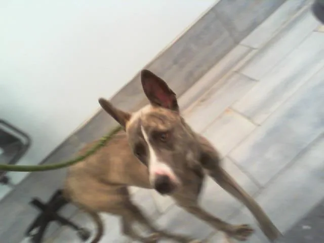 A young medium-sized female Mixed Breed dog named Cherry for adoption in Charlotte, NC