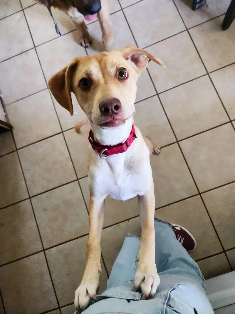 A baby medium-sized female Apricot / Beige Terrier dog named Twiggy for adoption in New London, WI