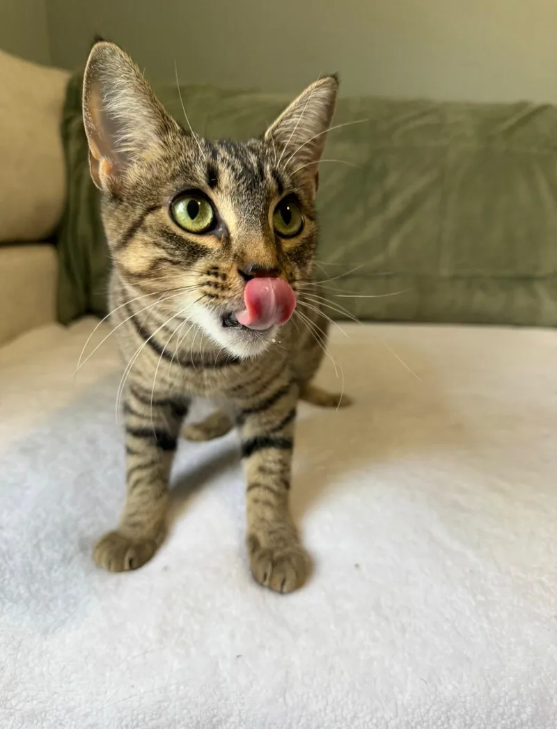 A baby small-sized female American Shorthair cat named Eden for adoption in Jefferson, LA