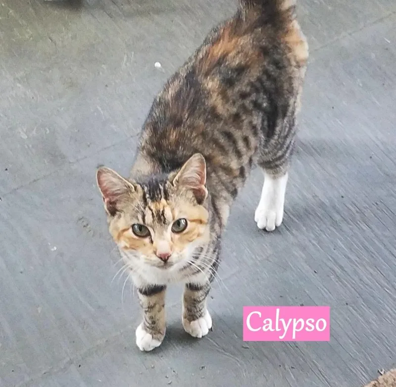 A young medium-sized female Domestic Short Hair cat named Calipso for adoption in Hoover , AL