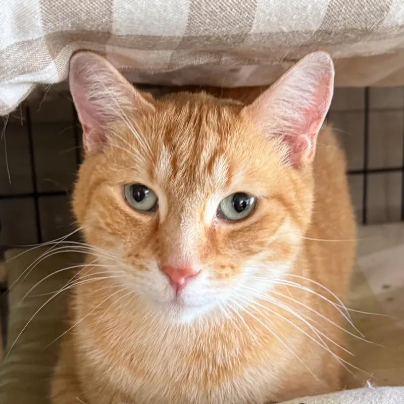 An adult medium-sized male Orange / Red Domestic Short Hair cat named Sweet Boy for adoption in Waldorf, MD