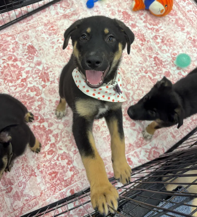 A baby large-sized female German Shepherd Dog dog named Francesca for adoption in Bryan, TX