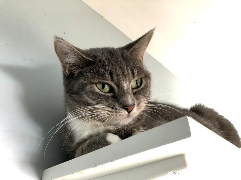 Miss Nanny thumbnail 3