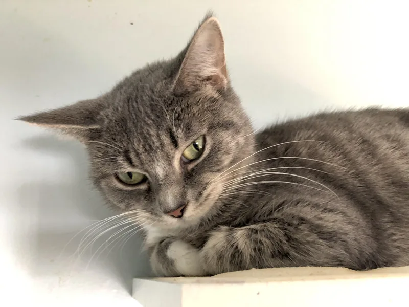 Miss Nanny thumbnail 6