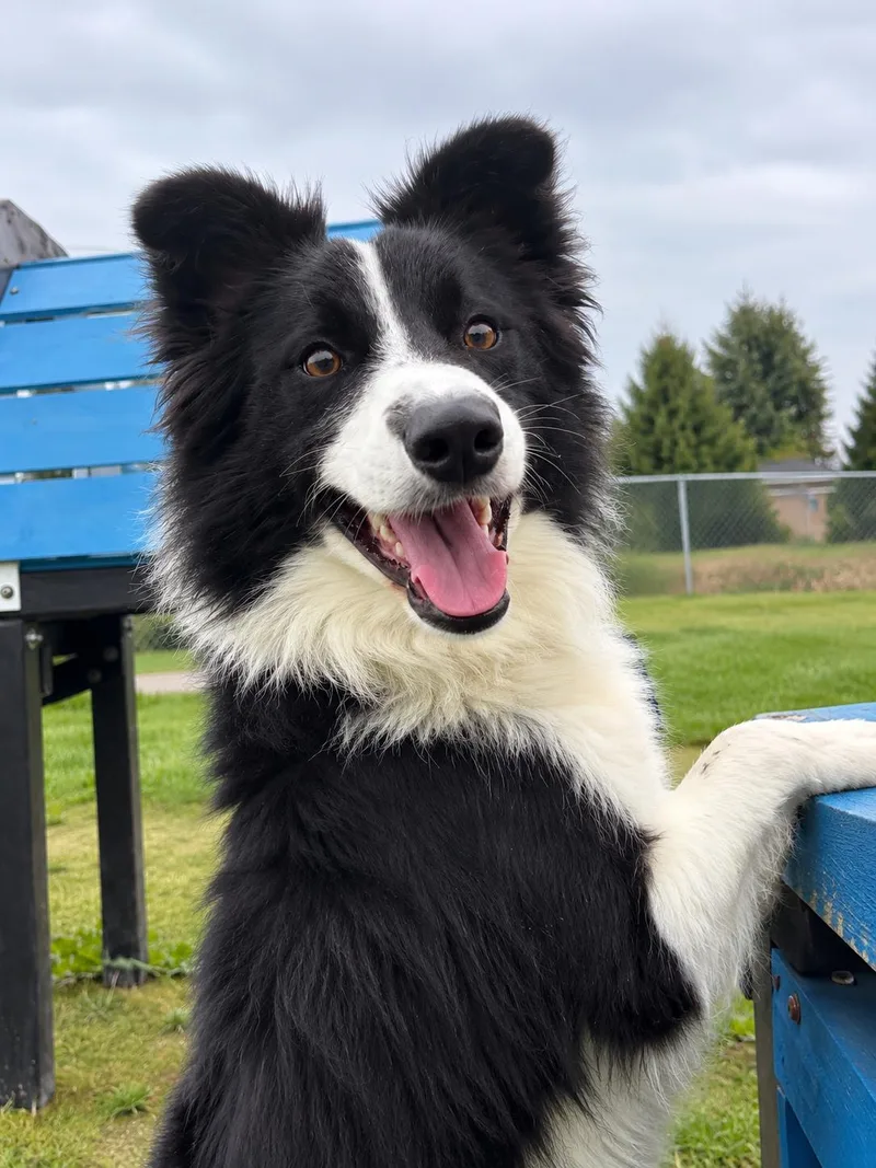An adult medium-sized male Border Collie dog named Gonzo for adoption in Wooster, OH