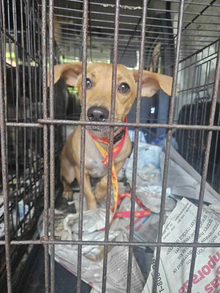 An adult medium-sized female Brown / Chocolate Labrador Retriever dog named Risa for adoption in Naranjito, PR