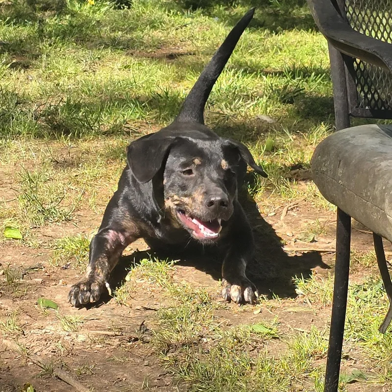 A young medium-sized female Black Dachshund dog named Darby for adoption in Athens, AL