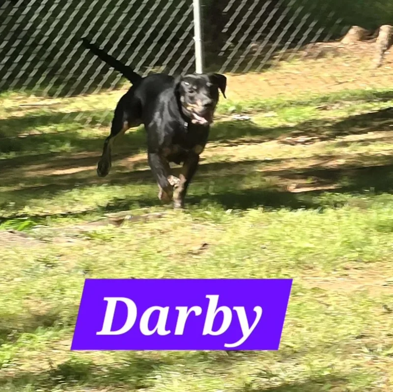 Darby thumbnail 2